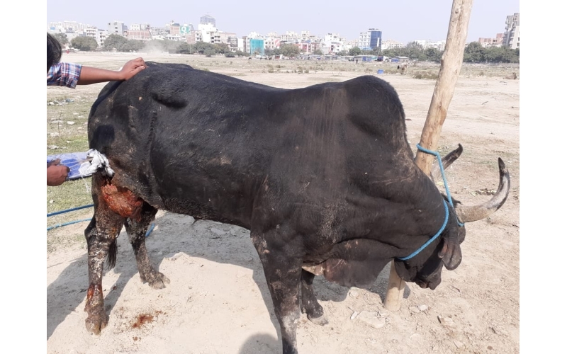 Nandi baba thigh deep wound