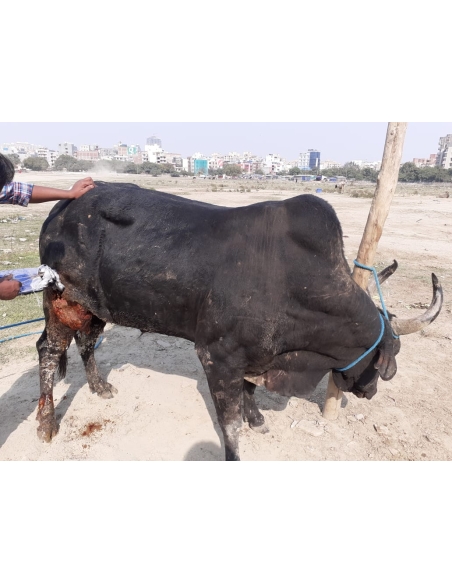 Nandi baba thigh deep wound