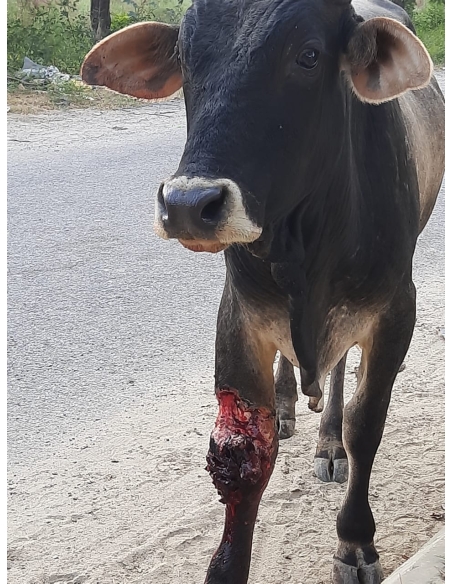 Nandi baba leg deep wound