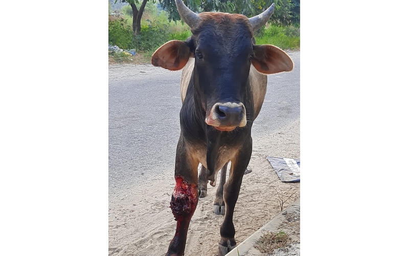 Nandi baba leg deep wound Nandi baba leg deep wound