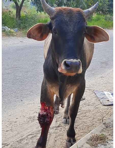 Nandi baba leg deep wound