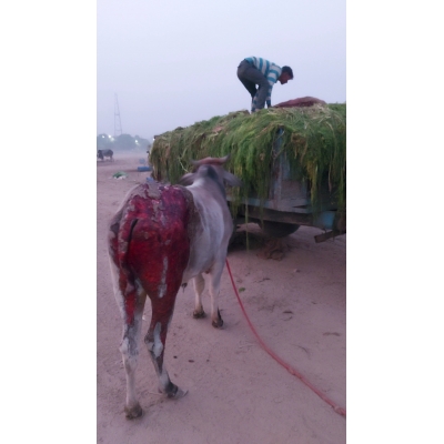 Adopt Mahadev Nandi Baba