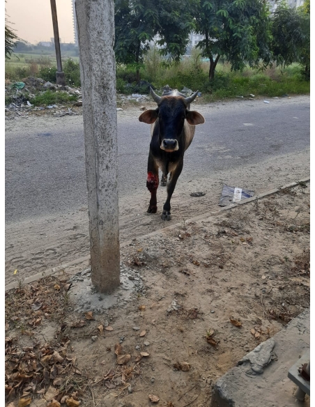 Nandi baba leg deep wound