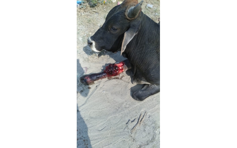 Nandi baba leg deep wound Nandi baba leg deep wound