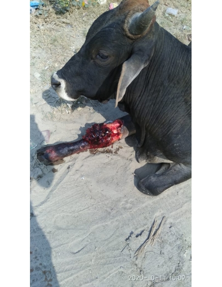 Nandi baba leg deep wound