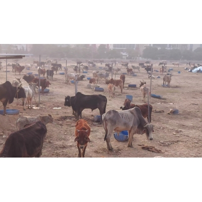 Sponsor 700+ Cows Food 1 Day