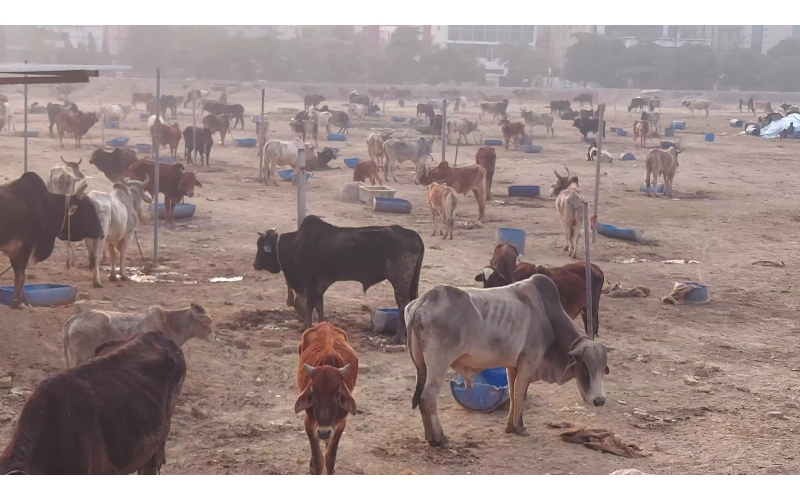 Sponsor 700+ Cows Food 1 Day