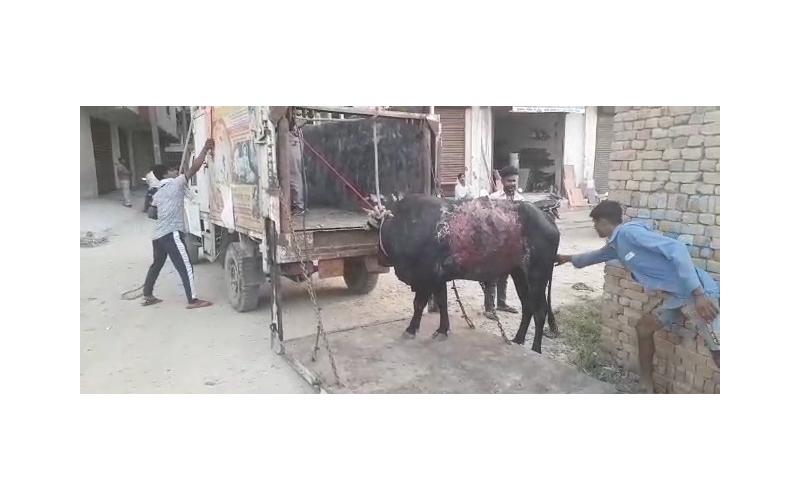 Acid Attacked Mahadev Nandi baba-... Acid Attacked Mahadev Nandi baba-...