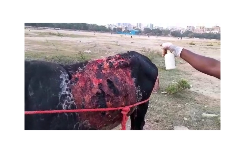 Acid Attacked Mahadev Nandi baba-... Acid Attacked Mahadev Nandi baba-...
