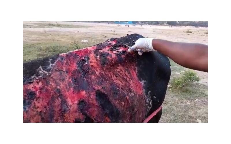 Acid Attacked Mahadev Nandi baba-... Acid Attacked Mahadev Nandi baba-...