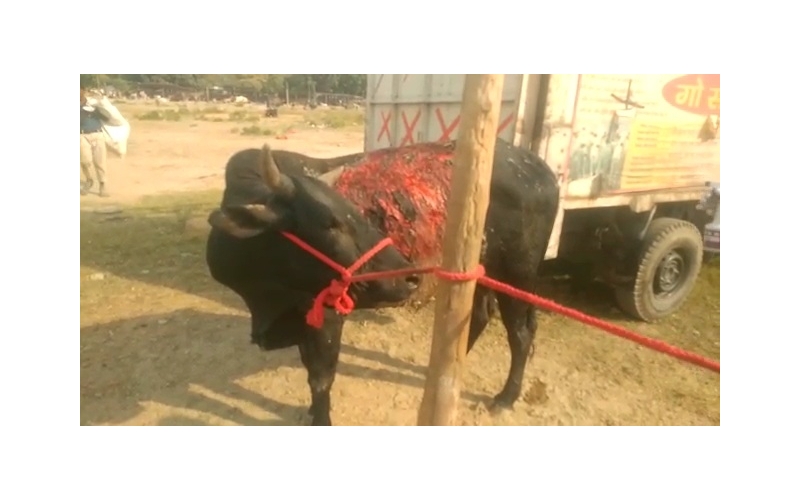 Acid Attacked Mahadev Nandi baba-... Acid Attacked Mahadev Nandi baba-...