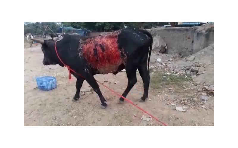 Acid Attacked Mahadev Nandi baba-... Acid Attacked Mahadev Nandi baba-...