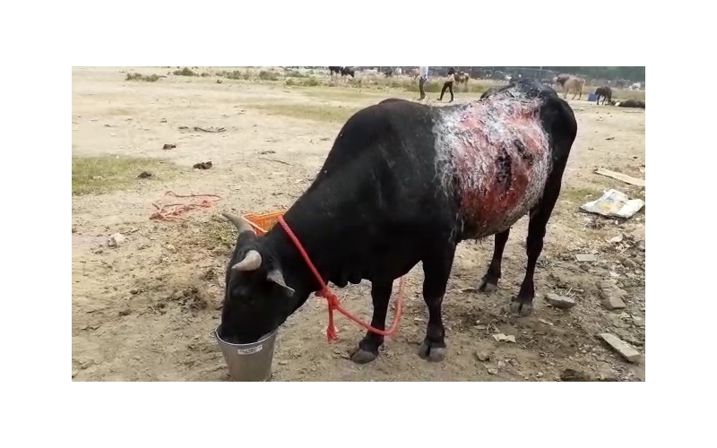 Acid Attacked Mahadev Nandi baba-... Acid Attacked Mahadev Nandi baba-...