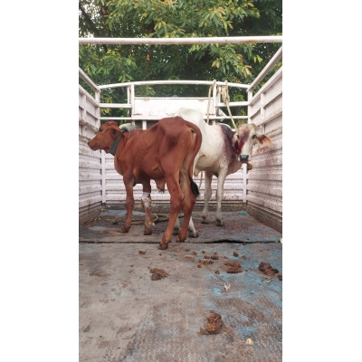 Adopt gaumata/cow