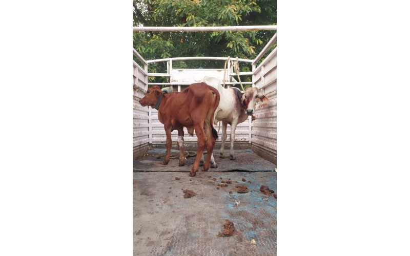 Adopt gaumata/cow