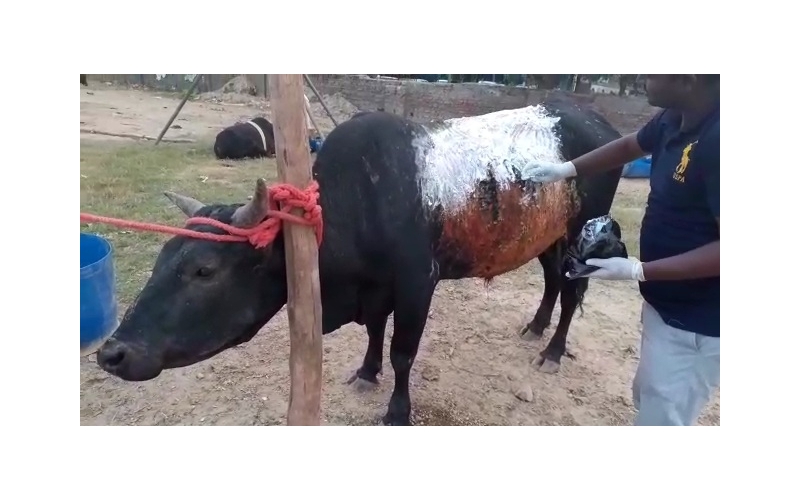 Acid Attacked Mahadev Nandi baba-... Acid Attacked Mahadev Nandi baba-...