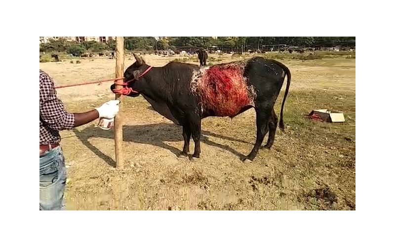 Acid Attacked Mahadev Nandi baba-... Acid Attacked Mahadev Nandi baba-...