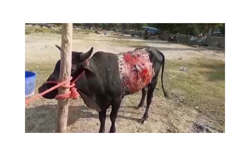 Acid Attacked Mahadev Nandi baba-... Acid Attacked Mahadev Nandi baba-...