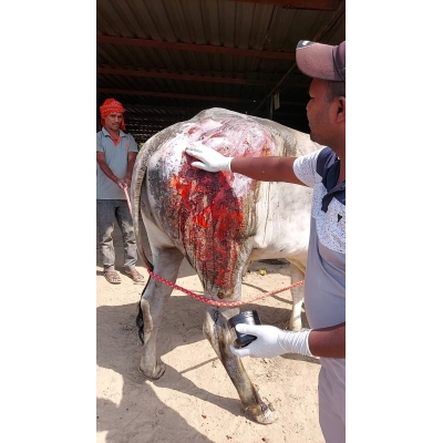 Sponsor 1 Month Treatment