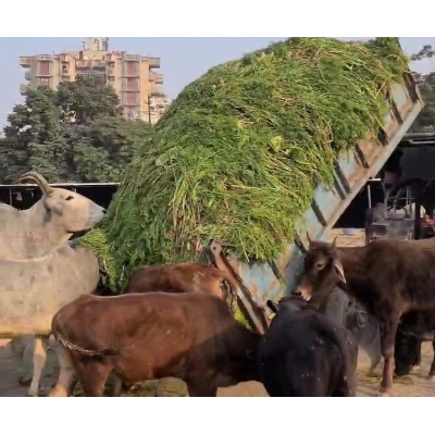 Hara Chara- 6000kg for 700...