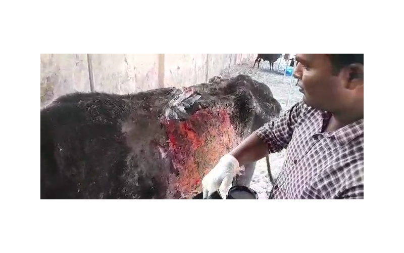 Acid Attacked Mahadev Nandi baba-... Acid Attacked Mahadev Nandi baba-...