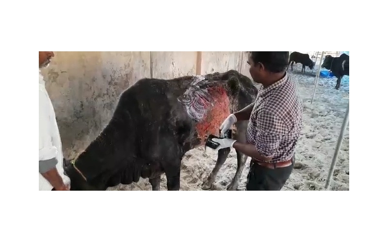 Acid Attacked Mahadev Nandi baba-... Acid Attacked Mahadev Nandi baba-...
