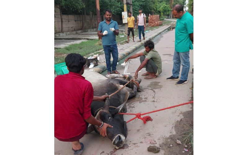 Sponsor 1 Month Treatment