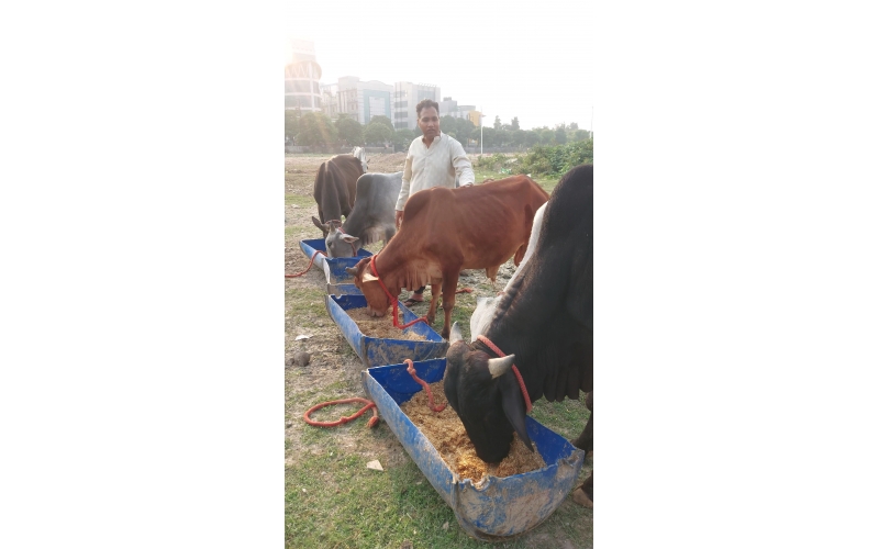 Sponsor 1 Month Food