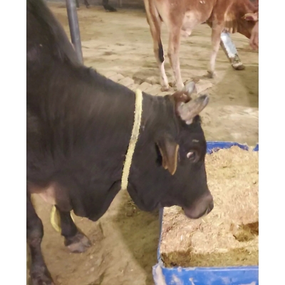 Sponsor 1 Month Food