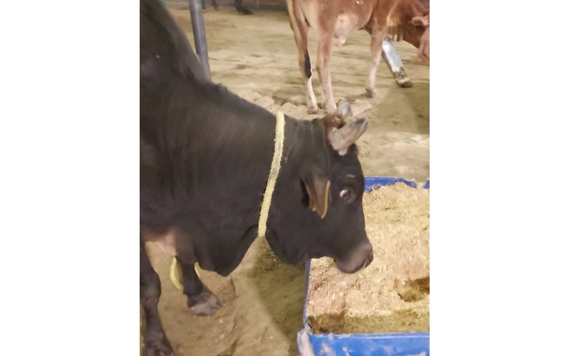 Sponsor 1 Month Food