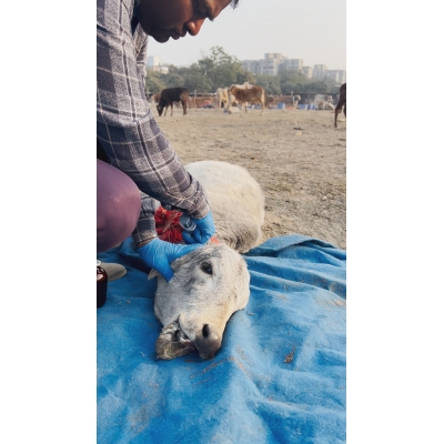 Sponsor 1 Month Treatment