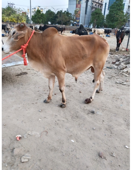 Nandi baba- Foot Maggots,  Sector 93 Noida
