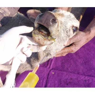 Sponsor ICU Treatment