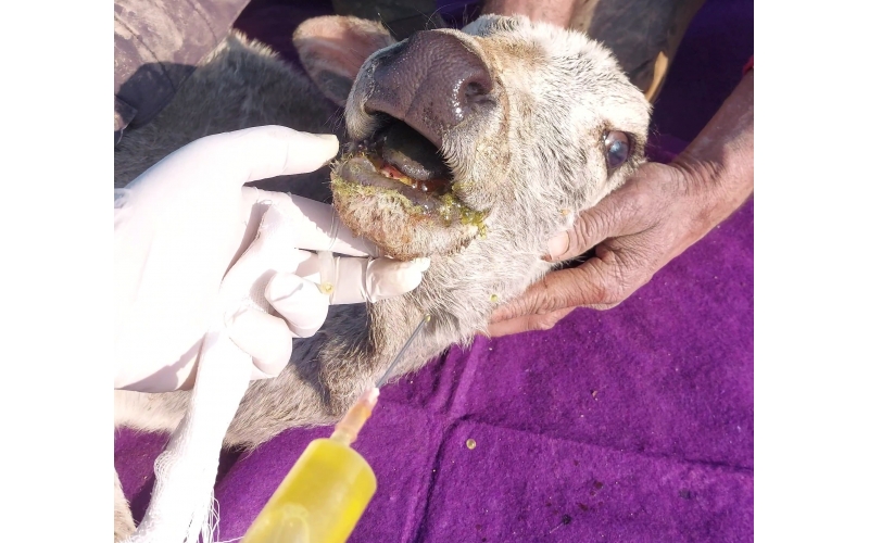 Sponsor ICU Treatment