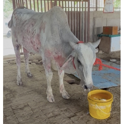 Nandi Baba Rescued – Skin...