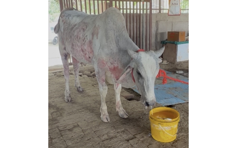 Nandi Baba Rescued – Skin Infection,...