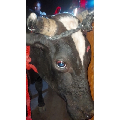 Nandi Rescued – Hit & Run...
