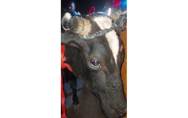 Nandi Rescued – Hit & Run Accident,...