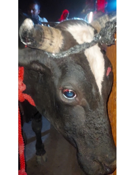 Nandi Rescued – Hit & Run Accident, Jewar