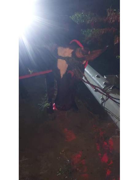 Nandi Rescued – Hit & Run Accident, Jewar