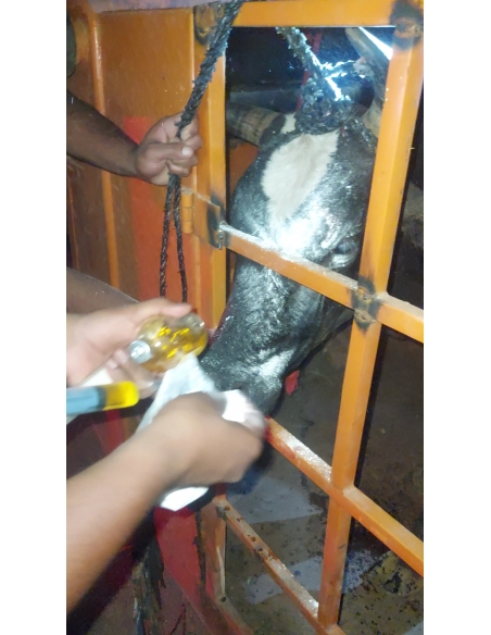 Nandi Rescued – Hit & Run Accident, Jewar