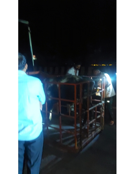 Nandi Rescued – Hit & Run Accident, Jewar