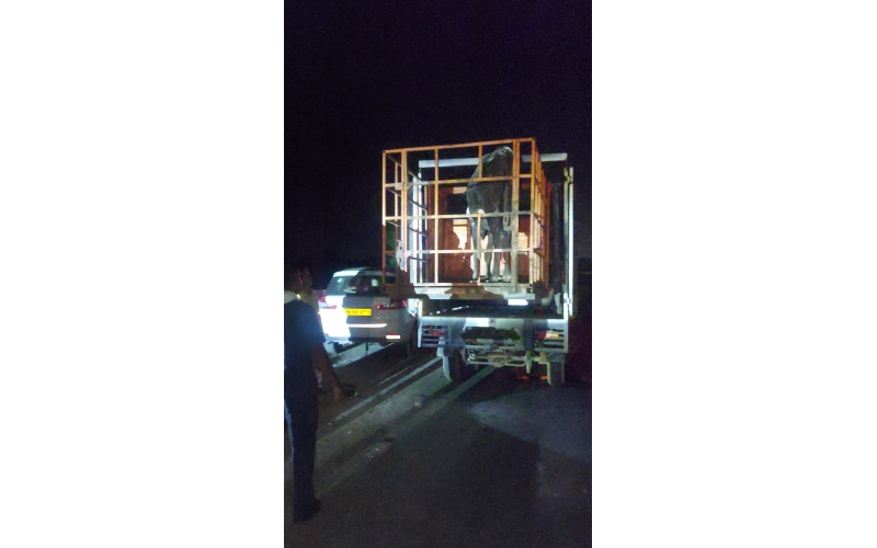 Nandi Rescued – Hit & Run Accident,...