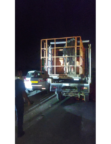 Nandi Rescued – Hit & Run Accident, Jewar
