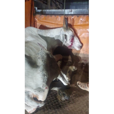 Mahadev Nandi Rescued – Hit...