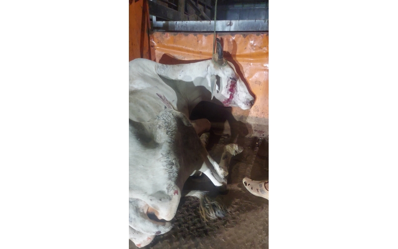 Mahadev Nandi Rescued – Hit & Run...