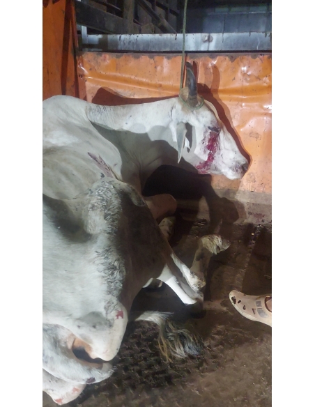 Mahadev Nandi Rescued – Hit & Run Accident, NH24 Delhi