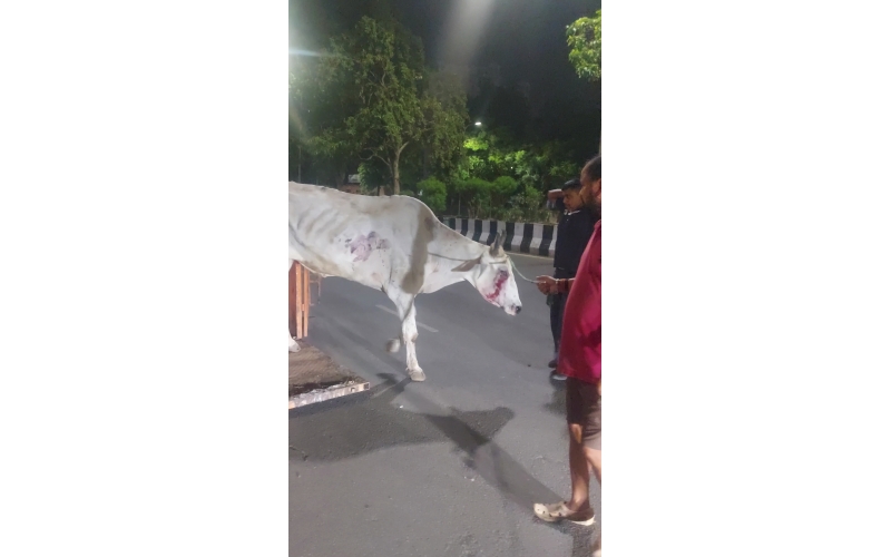 Mahadev Nandi Rescued – Hit & Run...