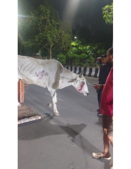 Mahadev Nandi Rescued – Hit & Run Accident, NH24 Delhi