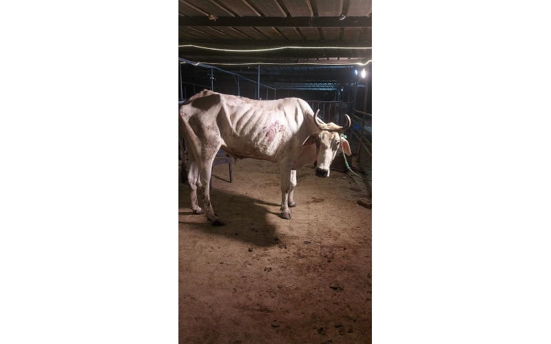 Mahadev Nandi Rescued – Hit & Run...